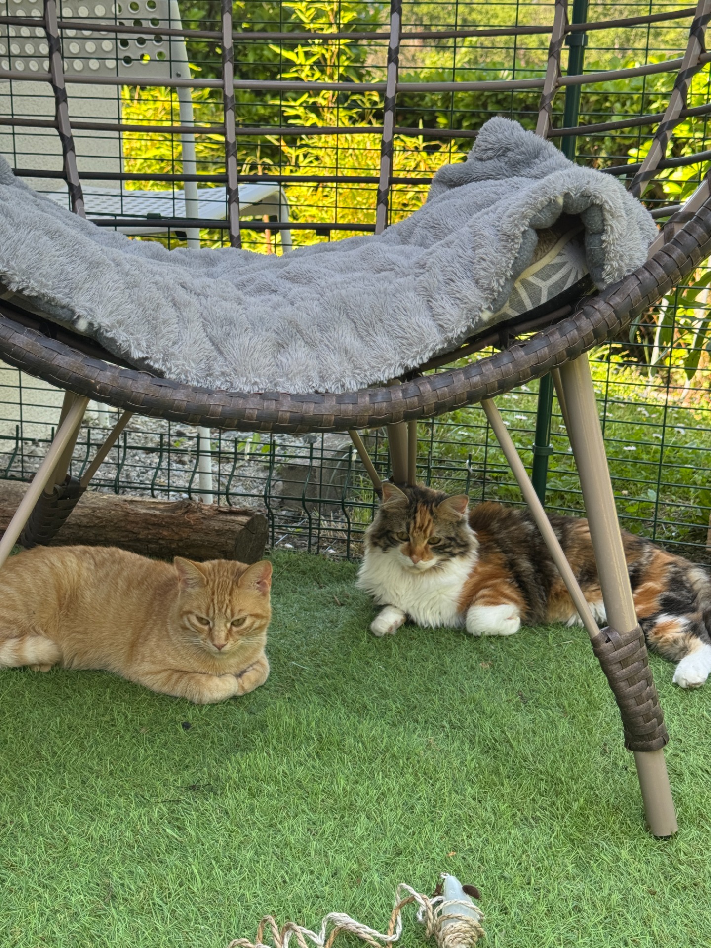 Détente entre copains à l'ombre du cocon 